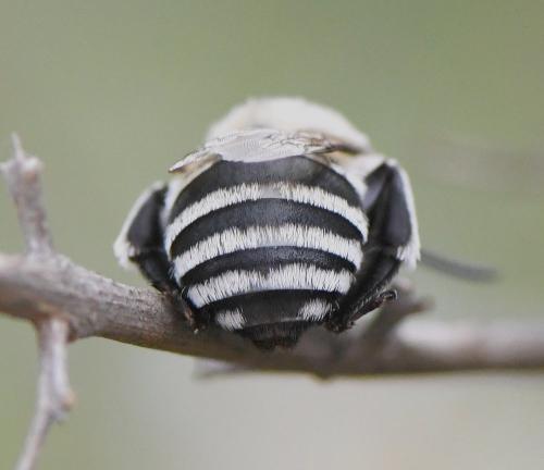 Réf. 236 895 : Amegilla quadrifasciata